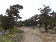 bristlecone_pines