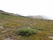 bush