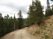down_into_the_trees