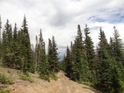 healthy_pines