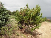 tough_tree