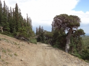 tree_out_of_place