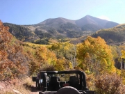 aspens