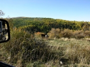 cattle_along_the_trail