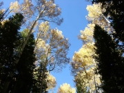 tall_aspens