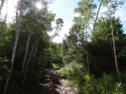 aspens_part_1
