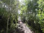 aspens_part_2