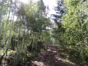 aspens_part_3