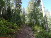 aspens_part_4