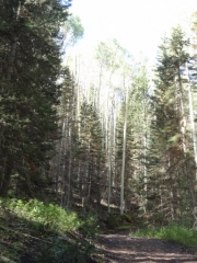 aspens_part_5
