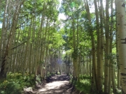 aspens_part_6