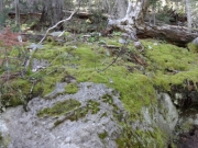 moss