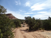 around_trees