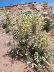 fragrant_flowers