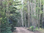 aspens_part_2