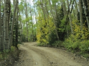 aspens_part_3