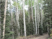 aspens_part_4