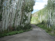 aspens_part_7