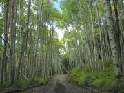 narrow_trail