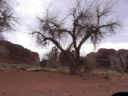 big_tree