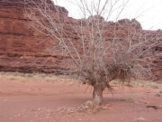 dead_tree