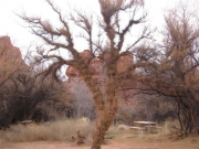 fuzzy_tree