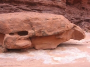 rock_looks_like_a_turtle