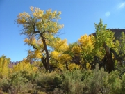 cottonwood_trees