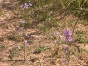 lavender_flowers_part_1
