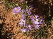 lavender_flowers_part_2