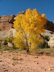 yellow_cottonwood_tree
