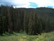 big_trees