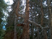 gnarled_tree