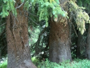 old_trees