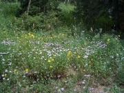 wildflowers_part_1