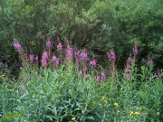 wildflowers_part_2