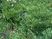 wildflowers_part_3