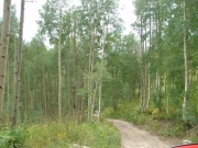 aspens