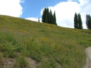 wild_flowers