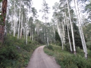aspens