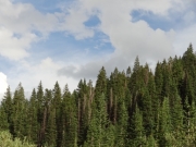clouds_and_healthy_trees