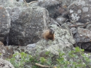 marmot