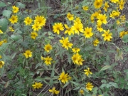 wildflowers