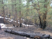 recent_fire