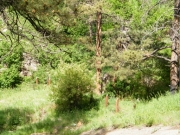 lower_carnage_fenced_off