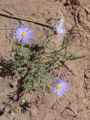 purple_flowers