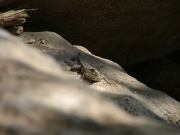 lizard