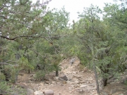 mellowest_trail