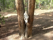 dead_thing_part_1