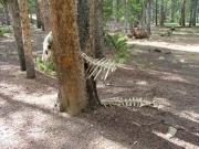 dead_thing_part_2